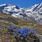 Gentiana brachyphylla vor dem Monte Rosa und mit dem Enzian ein Geburtstagsgruß für ...