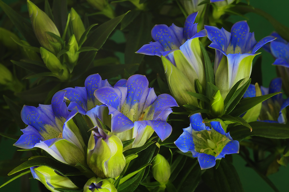 Gentiana ...