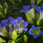 Gentiana ...