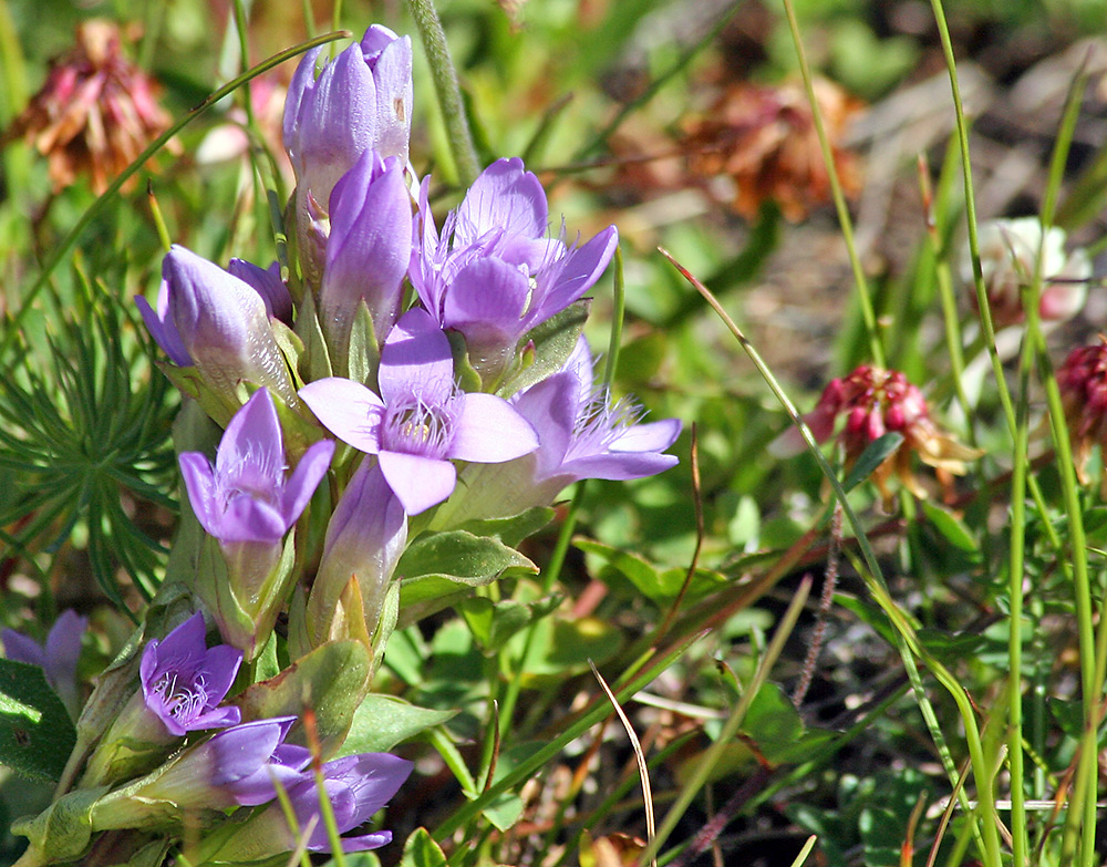 Gentiana campestris - Feldenzian