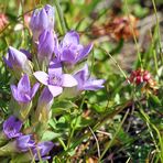 Gentiana campestris - Feldenzian