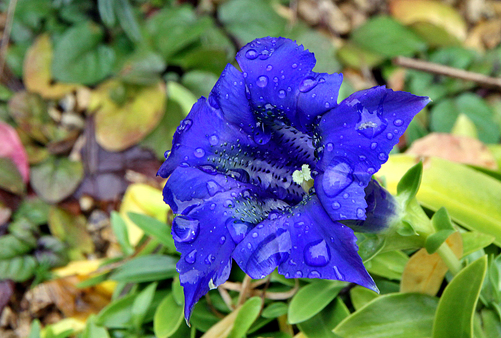 Gentiana clusii 5 Wochen vor Weihnachten !!