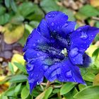 Gentiana clusii 5 Wochen vor Weihnachten !!