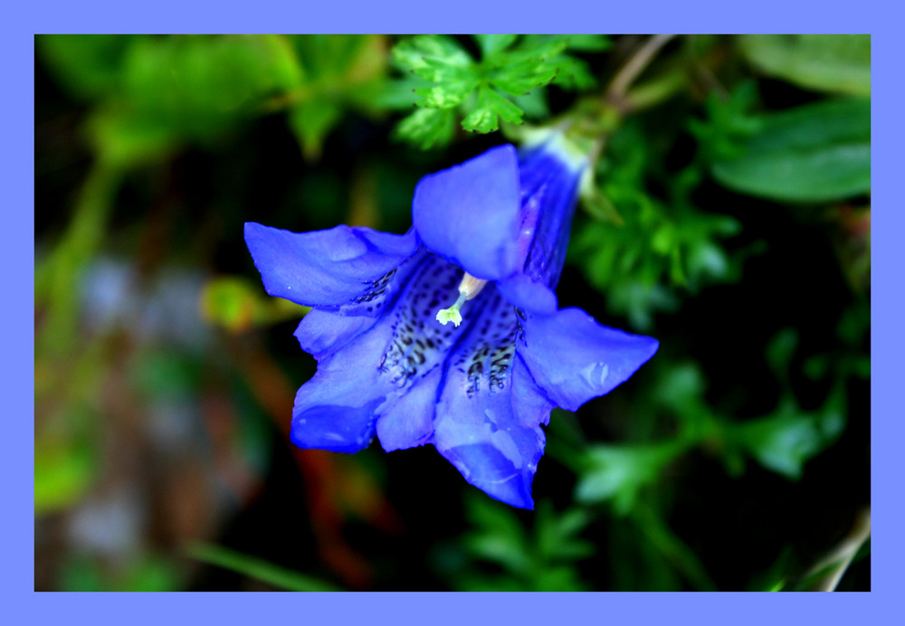 Gentiana clusii