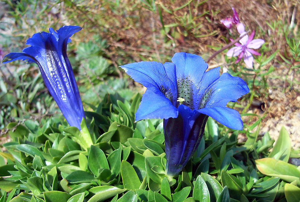 Gentiana clusii am 14.09 .2007 !!