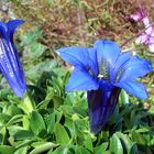 Gentiana clusii am 14.09 .2007 !!