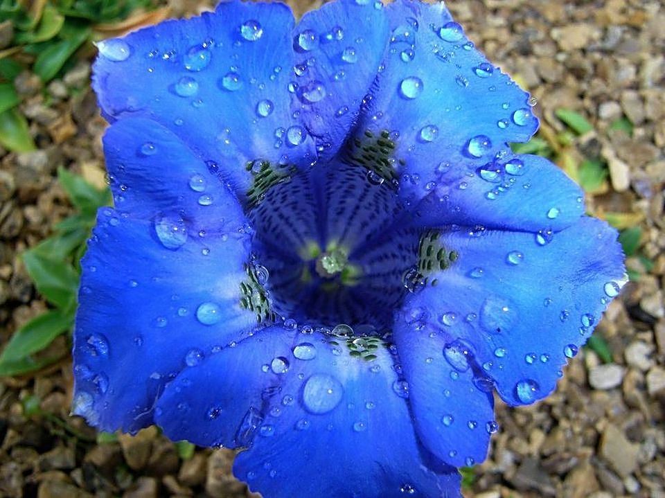 Gentiana clusii blüht 2006 zum zweiten mal Ende Oktober