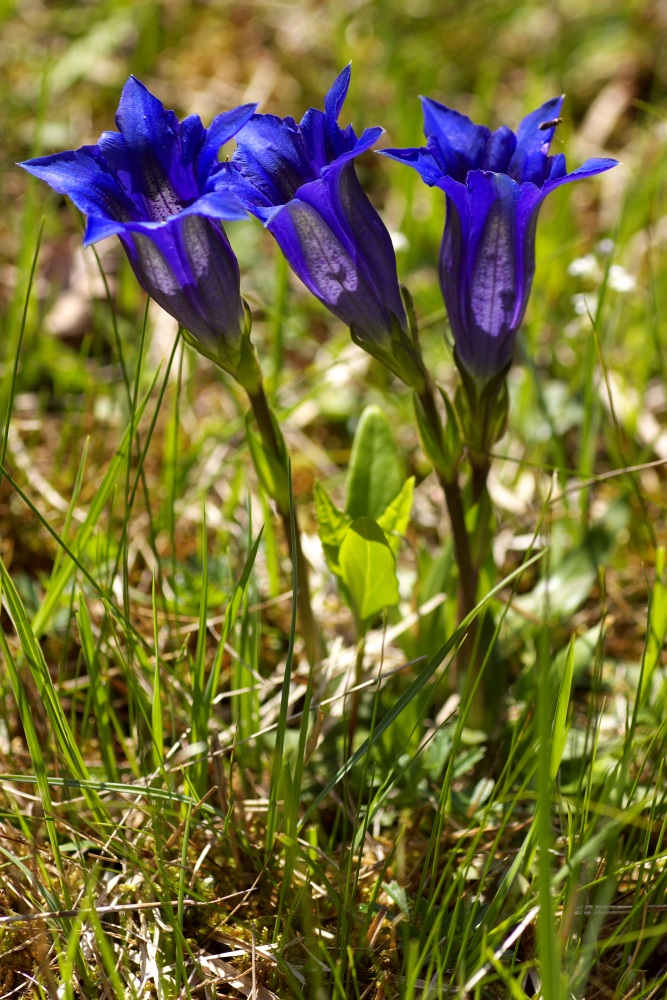 Gentiana clusii