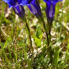 Gentiana clusii