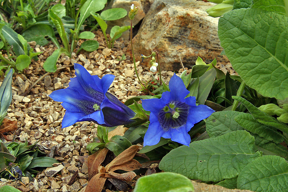 Gentiana clusii - Clusius Enzian