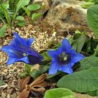 Gentiana clusii - Clusius Enzian