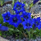 Gentiana clusii -Clusius Enzian  einer der letzten Standorte noch in voller Blüte im Alpinum...