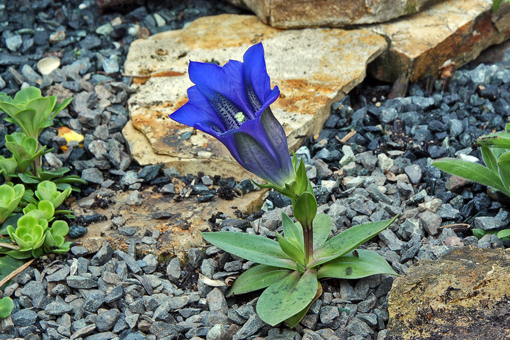 Gentiana clusii - Clusius Enzian, Jungpflanze mit erster Blüte