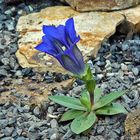 Gentiana clusii - Clusius Enzian, Jungpflanze mit erster Blüte