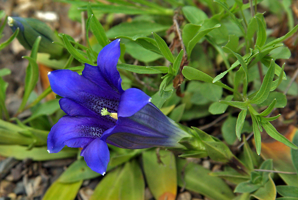 Gentiana clusii- Clusius Enzian mit der ersten Blüte 2009