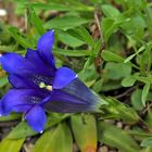 Gentiana clusii- Clusius Enzian mit der ersten Blüte 2009