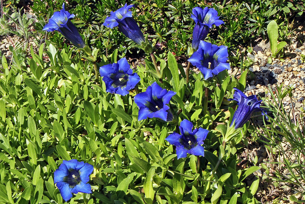 Gentiana clusii