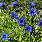 Gentiana clusii