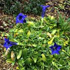 Gentiana clusii und nicht nur eine Blüte im zweiten Flor !