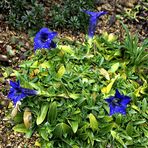 Gentiana clusii und nicht nur eine Blüte im zweiten Flor !