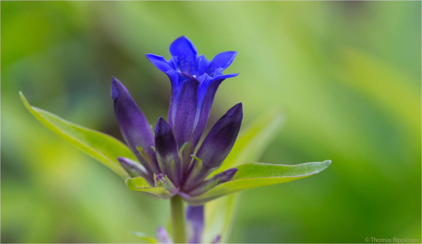 Gentiana decumbens