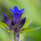 Gentiana decumbens