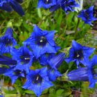 Gentiana dinarica