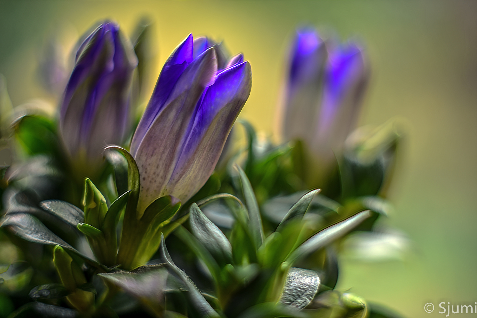 Gentiana