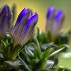 Gentiana