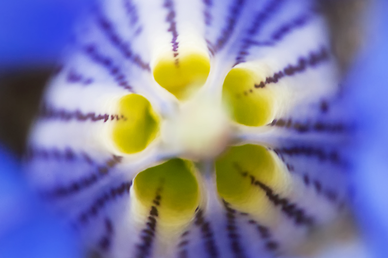 Gentiana Kocheriana