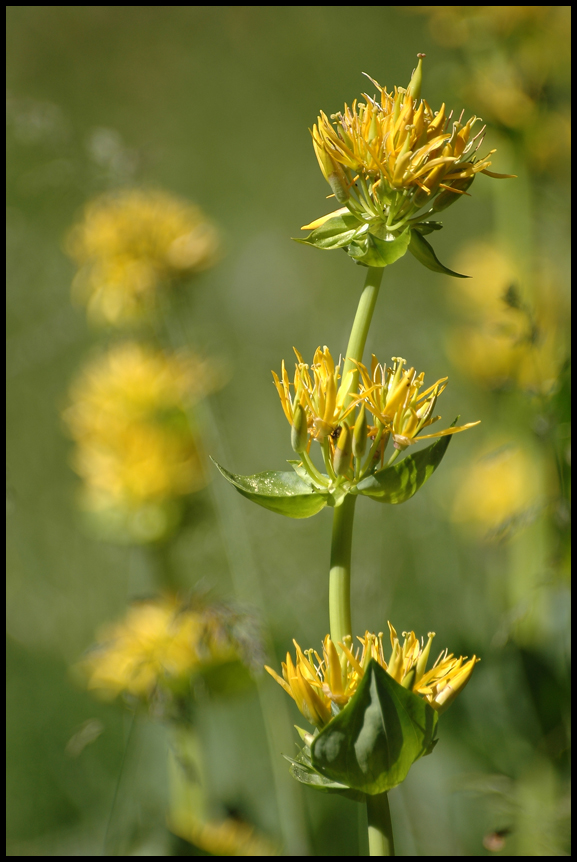 Gentiana Lutea