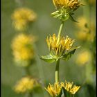 Gentiana Lutea