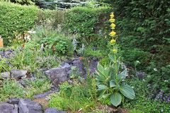 Gentiana lutea