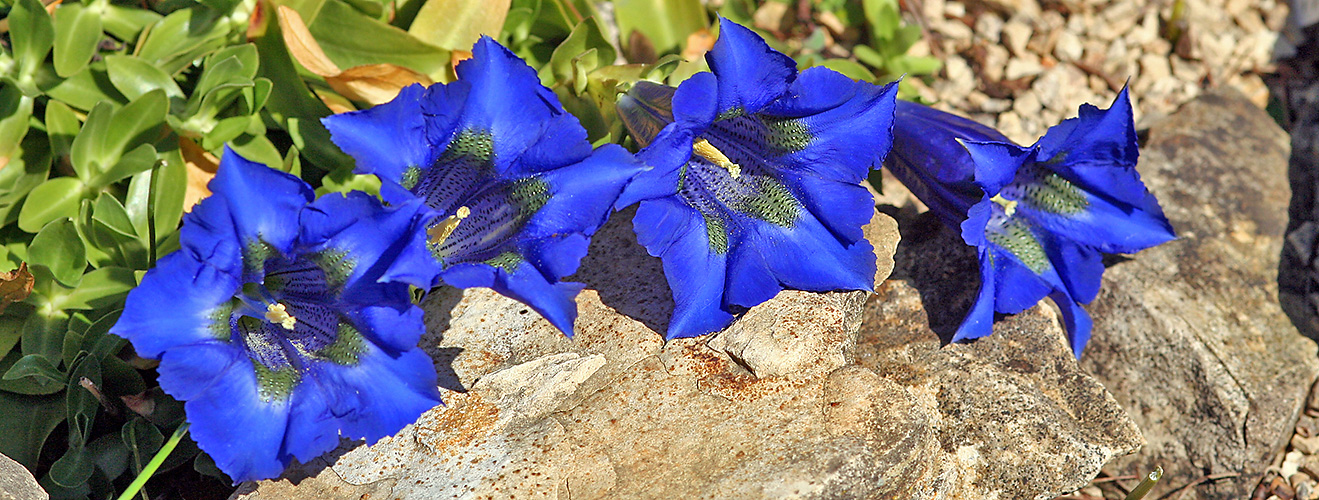 Gentiana occidentalis - Westlicher Enzian in verbesserter Ausführung