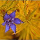 Gentiana paradoxa