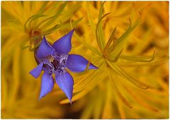 Gentiana paradoxa