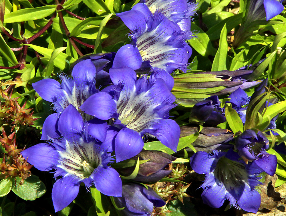 Gentiana paradoxa