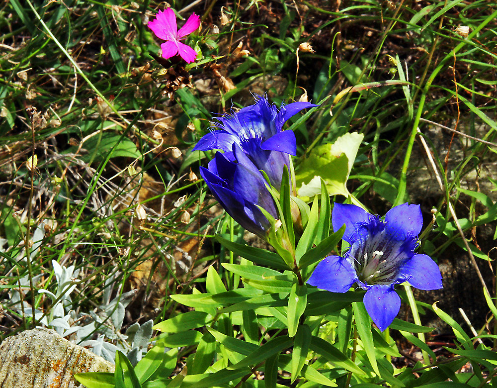 Gentiana paradoxa aus dem Westkaukasus in meinem Alpinum am 22. 08. wird...