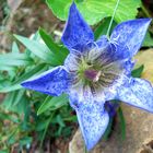 Gentiana paradoxa