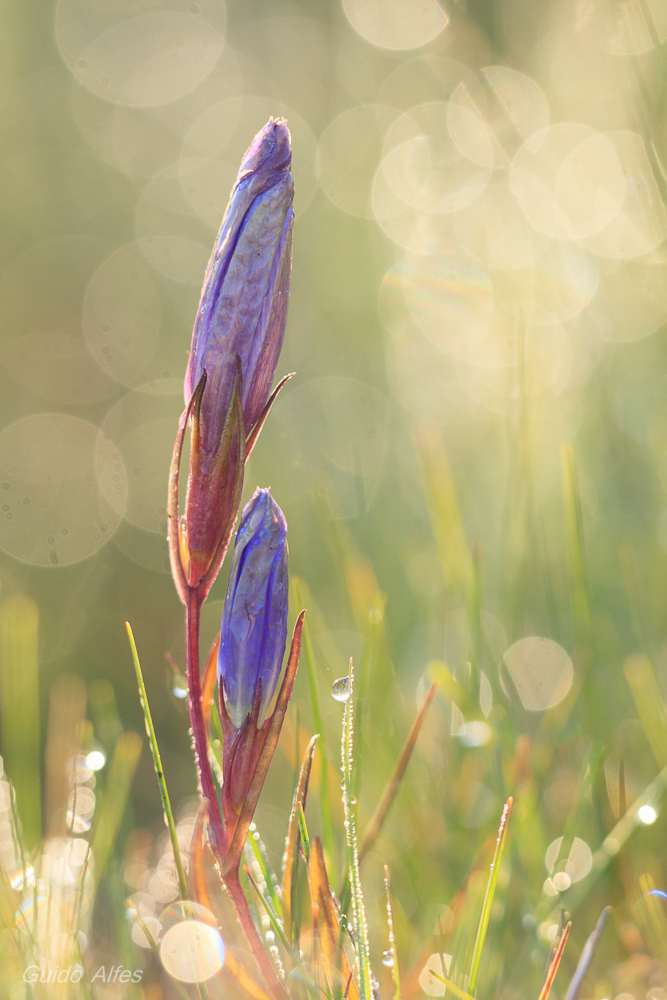 Gentiana pneumonanthe