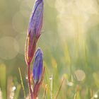 Gentiana pneumonanthe