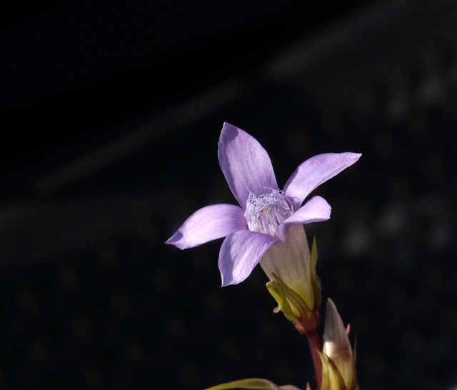 Gentiana Pumila