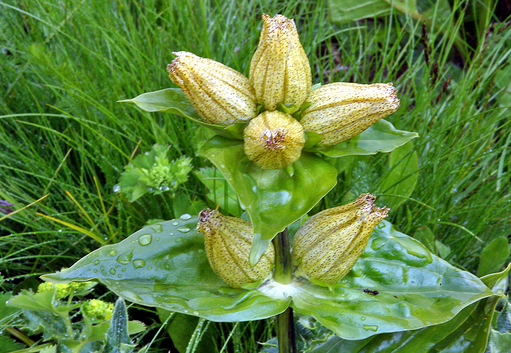 Gentiana punktata am 26.07. 08 bei der Furkapaßhöhe und leichtem Regen