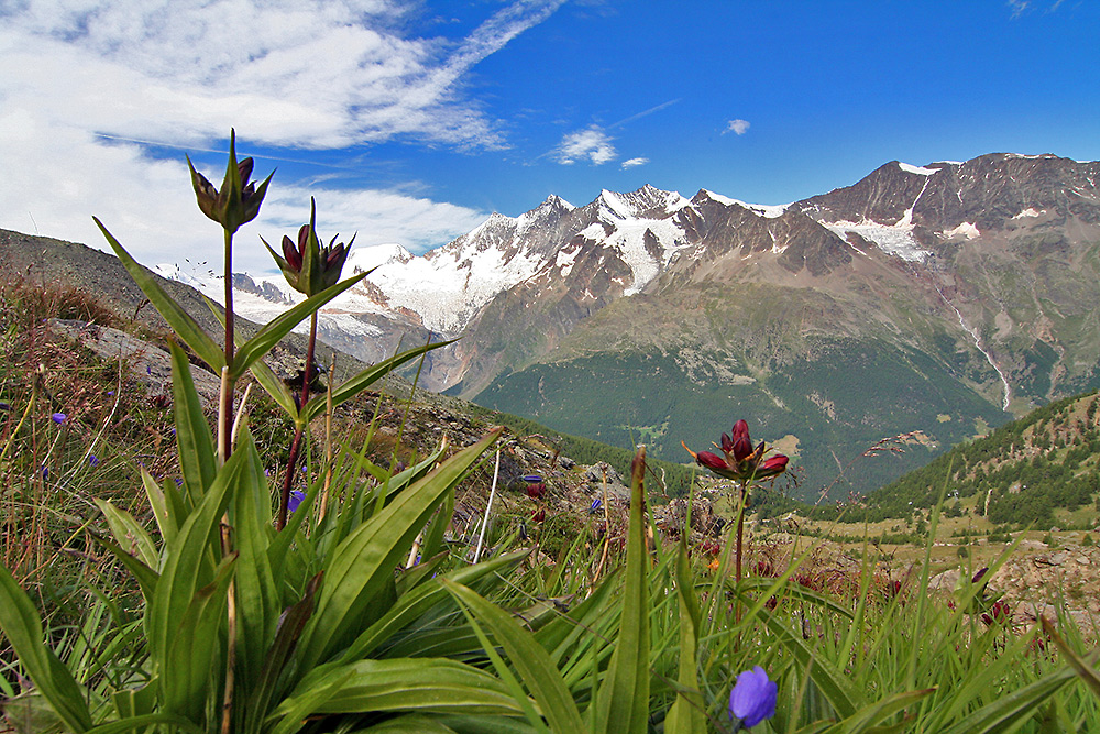 Gentiana purpurea vor dem Dom, dem höchsten Schweizer ohne ...