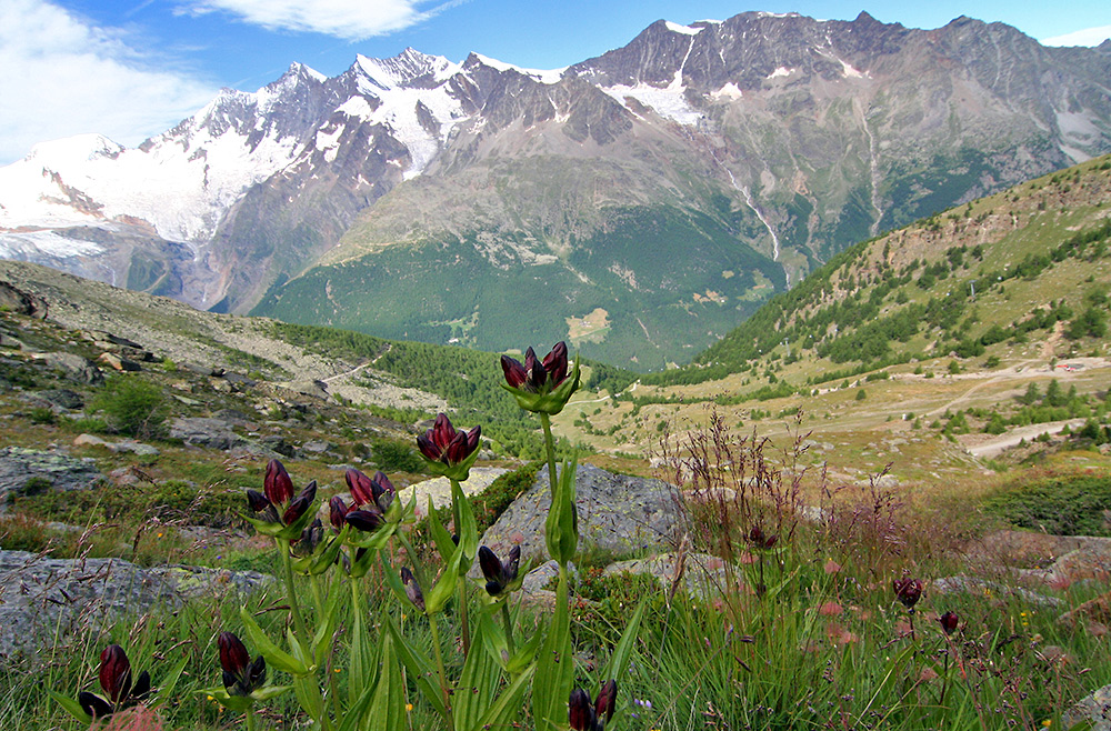 Gentiana purpurea vor der Mischabel im Wallis