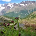 Gentiana purpurea vor der Mischabel im Wallis