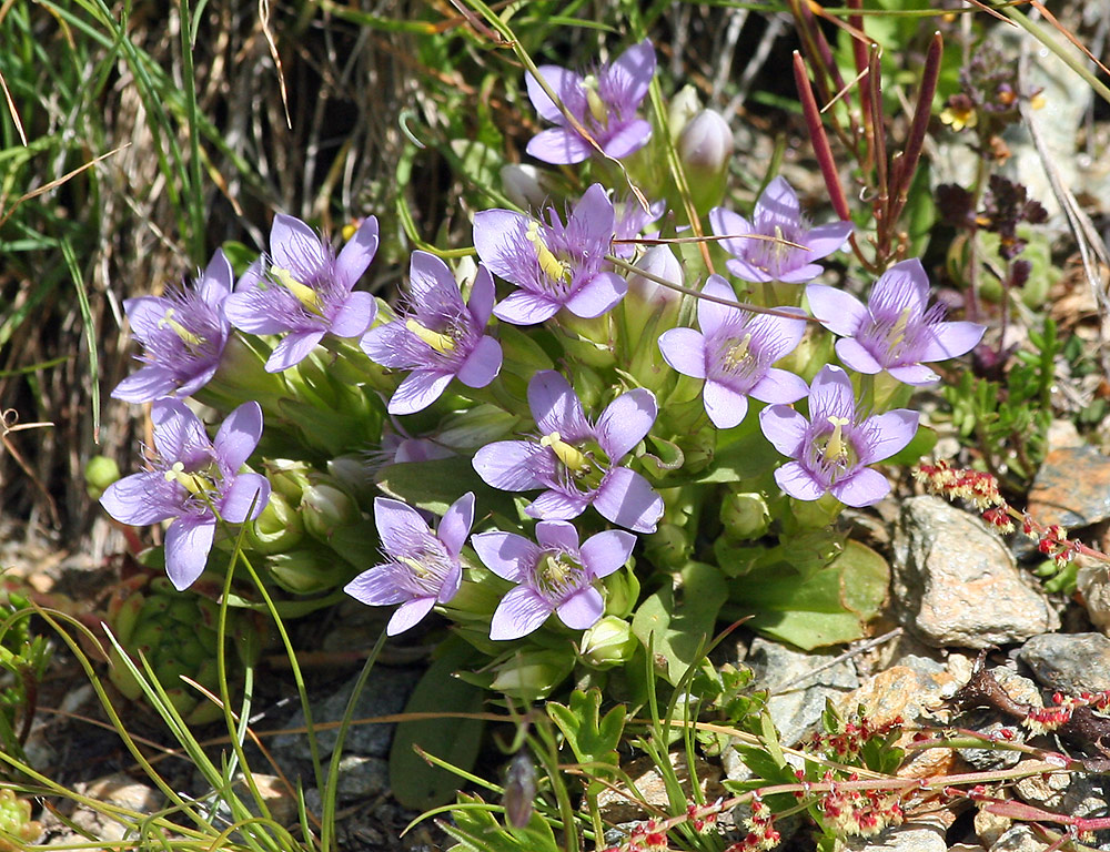 Gentiana ramosa - Ästiger Enzian