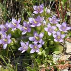 Gentiana ramosa - Ästiger Enzian