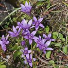 Gentiana ramosa-Ästiger Enzian am Fuße des Paternkofels in den Dolomiten...