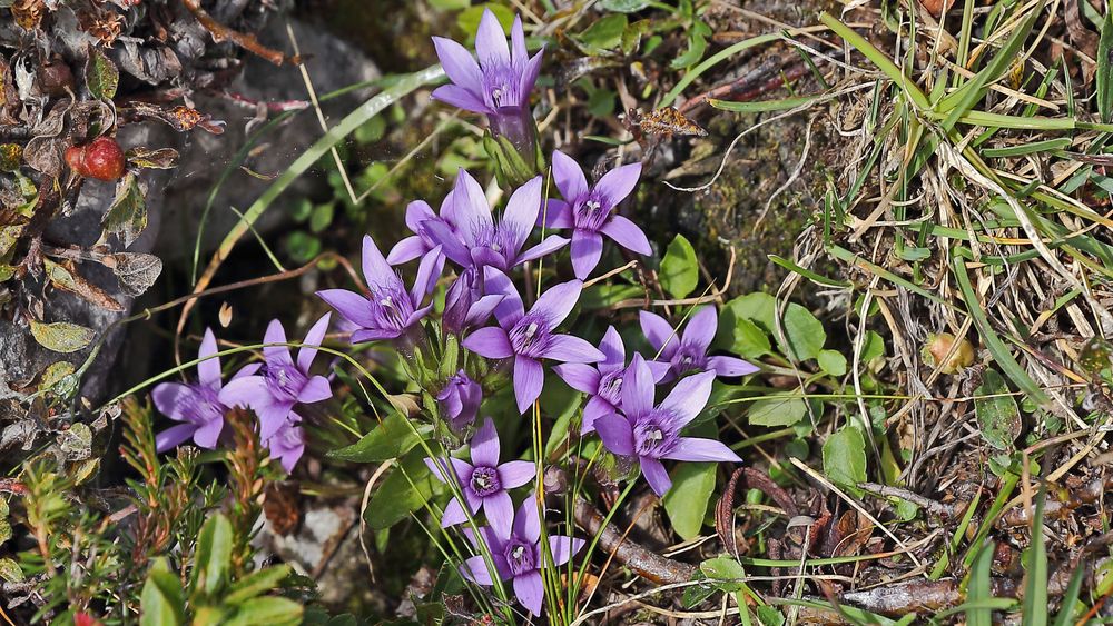 Gentiana ramosa-Ästiger Enzian am Fuße des Paternkofels in den Dolomiten...